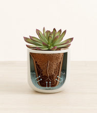 Load image into Gallery viewer, Cotton White stand:all
