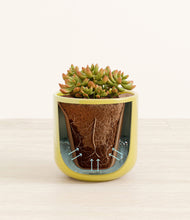 Load image into Gallery viewer, Key Lime Yellow stand:all
