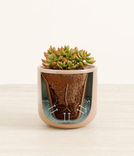 Load image into Gallery viewer, Glossy Pink stand:all
