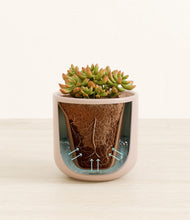 Load image into Gallery viewer, Sandy Pink stand:all
