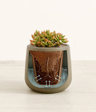 Load image into Gallery viewer, Olive stand:all
