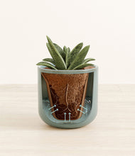 Load image into Gallery viewer, Reactive Aqua stand:all
