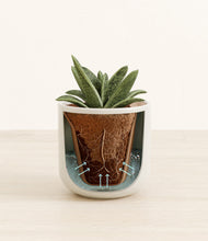 Load image into Gallery viewer, Cotton White stand:all
