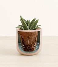 Load image into Gallery viewer, Sandy Pink stand:all
