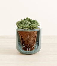 Load image into Gallery viewer, Reactive Aqua stand:all
