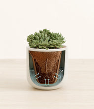 Load image into Gallery viewer, Cotton White stand:all
