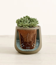 Load image into Gallery viewer, Olive stand:all
