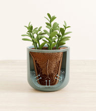 Load image into Gallery viewer, Reactive Aqua stand:all
