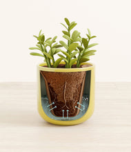 Load image into Gallery viewer, Key Lime Yellow stand:all
