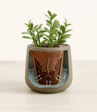 Load image into Gallery viewer, Olive stand:all

