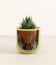 Load image into Gallery viewer, Key Lime Yellow stand:all
