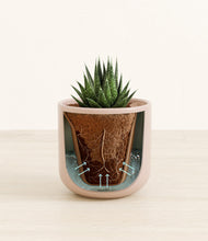 Load image into Gallery viewer, Sandy Pink stand:all
