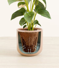 Load image into Gallery viewer, Sandy Pink stand:all
