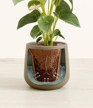 Load image into Gallery viewer, Olive stand:all
