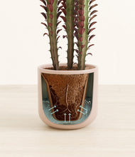 Load image into Gallery viewer, Sandy Pink stand:all
