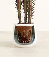 Load image into Gallery viewer, White stand:all
