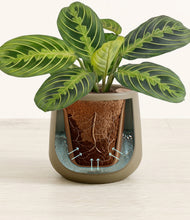 Load image into Gallery viewer, Olive stand:all
