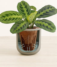 Load image into Gallery viewer, Sage Green stand:all
