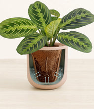 Load image into Gallery viewer, Sandy Pink stand:all
