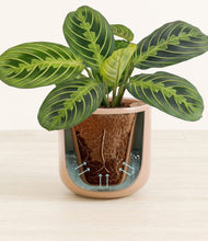 Load image into Gallery viewer, Sandy Pink stand:all
