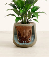 Load image into Gallery viewer, Olive stand:all
