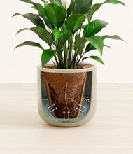 Load image into Gallery viewer, Sage Green stand:all
