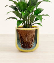 Load image into Gallery viewer, Key Lime Yellow stand:all
