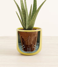 Load image into Gallery viewer, Key Lime Yellow stand:all
