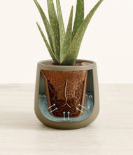 Load image into Gallery viewer, Olive stand:all
