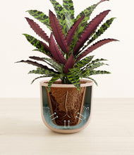 Load image into Gallery viewer, Sandy Pink stand:all
