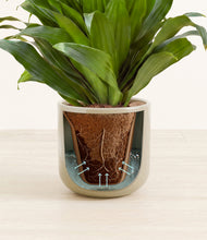Load image into Gallery viewer, Sage Green stand:all
