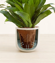 Load image into Gallery viewer, Cotton White stand:all
