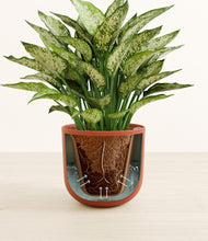 Load image into Gallery viewer, Earth Red stand:all
