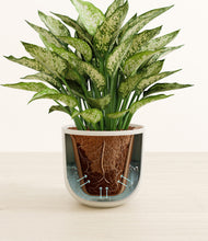 Load image into Gallery viewer, Natural Bamboo stand:all
