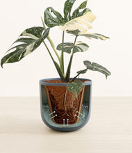 Load image into Gallery viewer, Iron Gray stand:all
