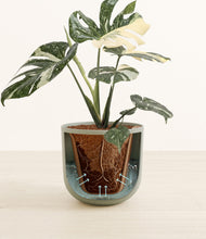 Load image into Gallery viewer, Sage Green stand:all
