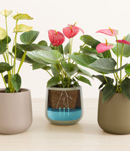 Load image into Gallery viewer, Woodland stand:all
