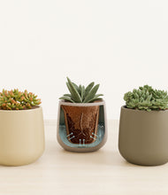 Load image into Gallery viewer, Woodland stand:all
