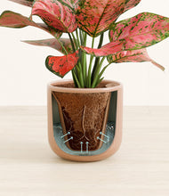 Load image into Gallery viewer, Striped Peach Pink stand:all
