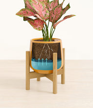 Load image into Gallery viewer, Mustard stand:bamboo
