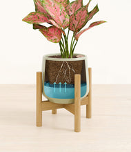 Load image into Gallery viewer, Turquoise stand:bamboo
