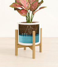 Load image into Gallery viewer, White stand:bamboo

