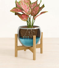 Load image into Gallery viewer, Deep Ocean stand:bamboo
