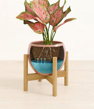 Load image into Gallery viewer, Calm Rose stand:bamboo

