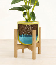Load image into Gallery viewer, Key Lime Yellow stand:bamboo
