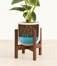 Load image into Gallery viewer, Cotton White stand:walnut
