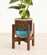 Load image into Gallery viewer, Glossy Pink stand:walnut
