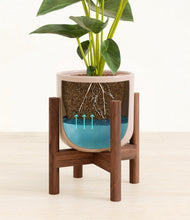 Load image into Gallery viewer, Sandy Pink stand:walnut
