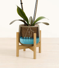Load image into Gallery viewer, Olive stand:bamboo
