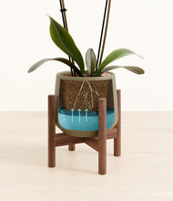 Load image into Gallery viewer, Olive stand:walnut
